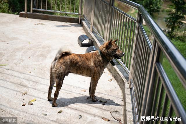 土狗训练狩猎方法