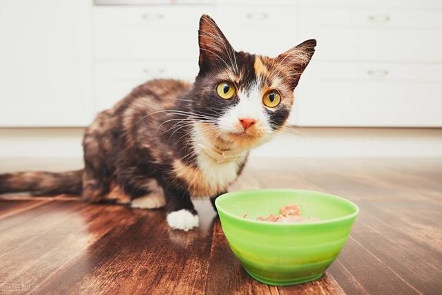 小猫不爱吃东西
