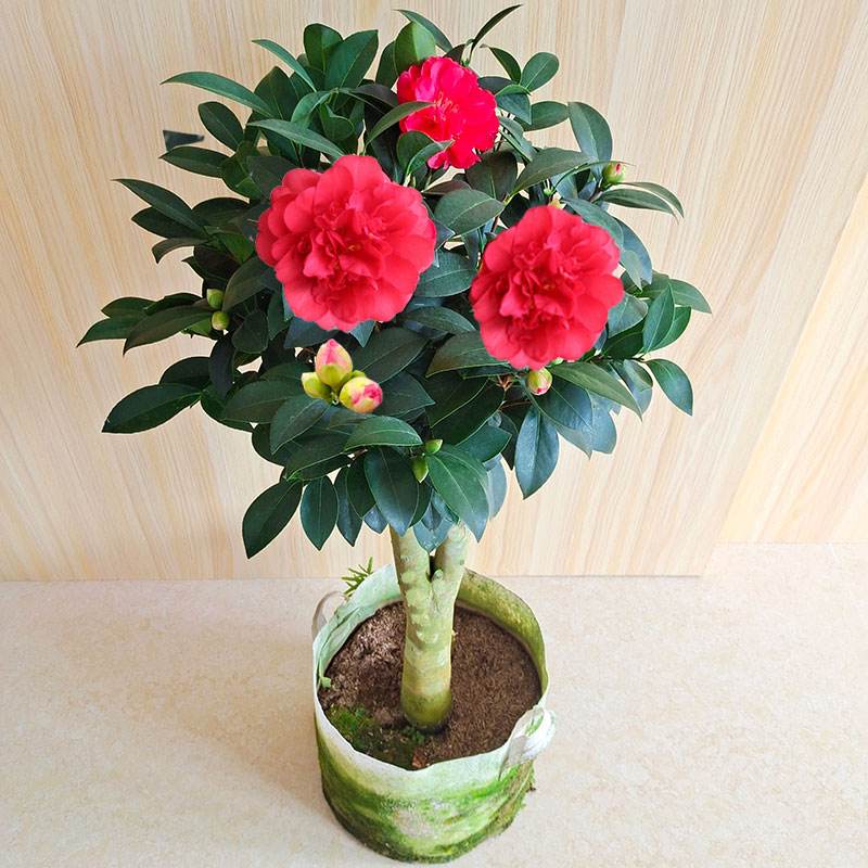 四季茶花的养殖方法