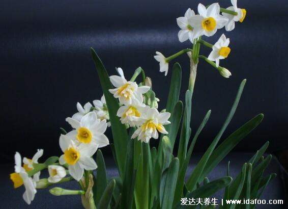 水仙栽培历史