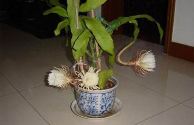 小昙花的养殖方法