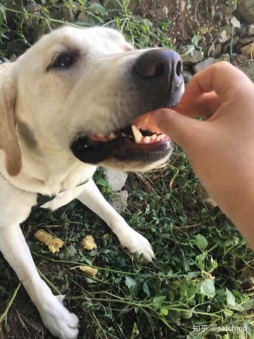 两个月狗狗乱吃东西怎么办啊