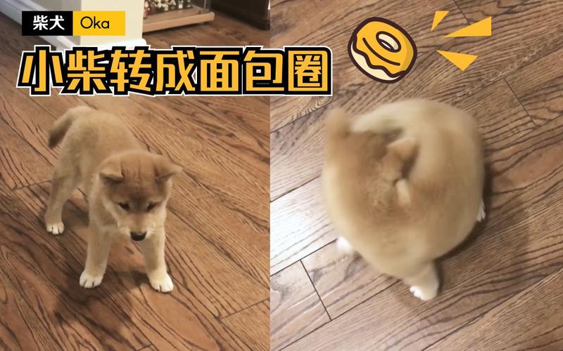 如何训练狗转圈