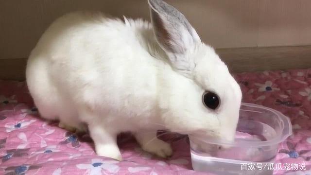 宠物兔不吃东西了