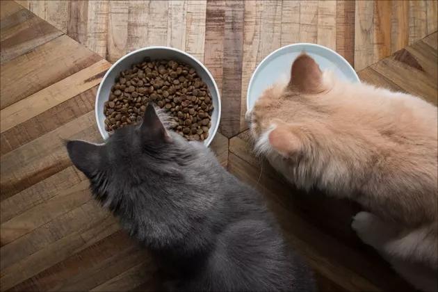 猫咪误食不消化的东西
