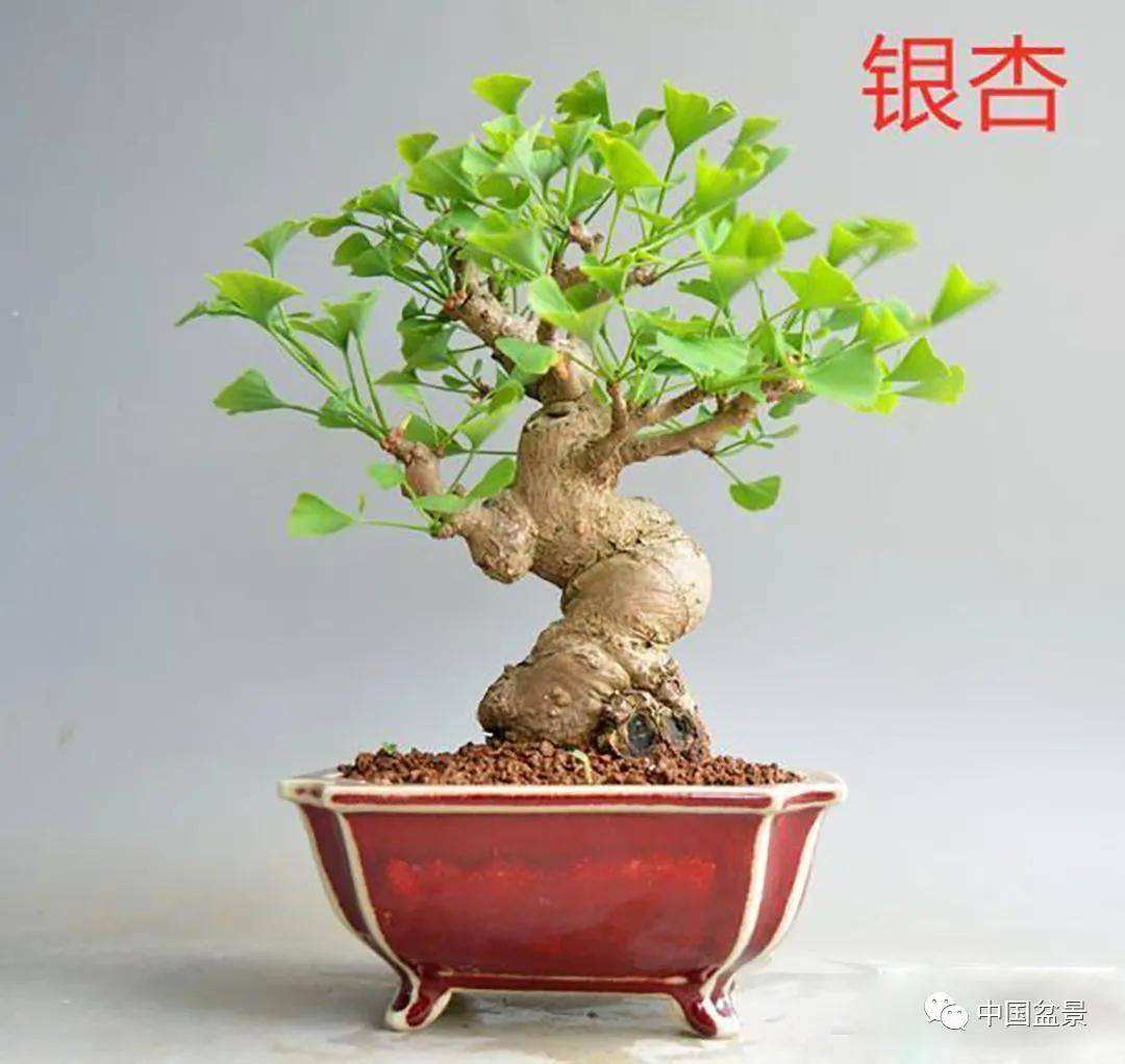 银杏盆景移栽注意事项