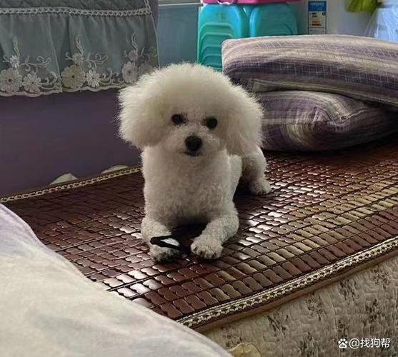 比熊幼犬不吃东西了怎么办