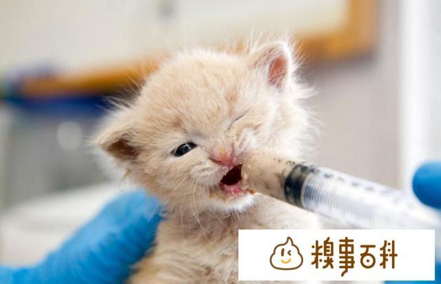 怎么给小奶猫吃东西吗