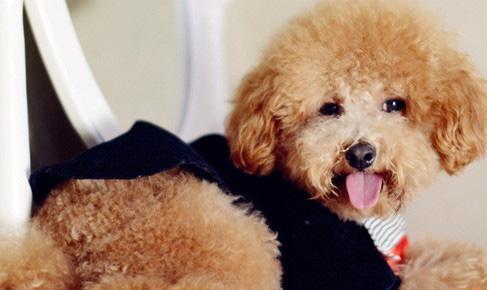 怎么训练泰迪犬拿东西