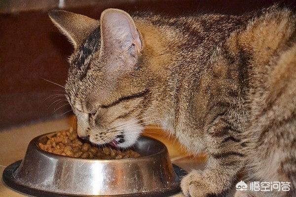 讨厌猫喜欢偷吃东西