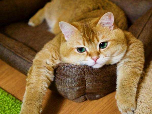 猫咪寄养回来不吃东西