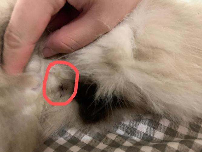 猫屁股脏东西怎么办