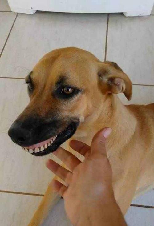 狗狗看张嘴想咬东西