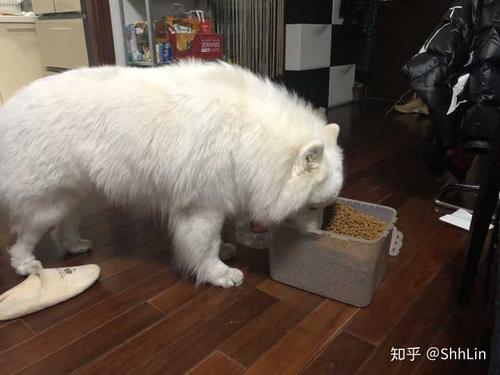 萨摩耶每次吃东西就吐出来