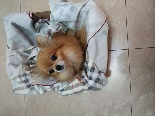 博美脖子上长东西怎么办