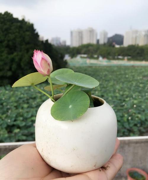 碗莲用什么栽培
