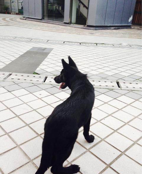 东德牧羊犬幼犬训练