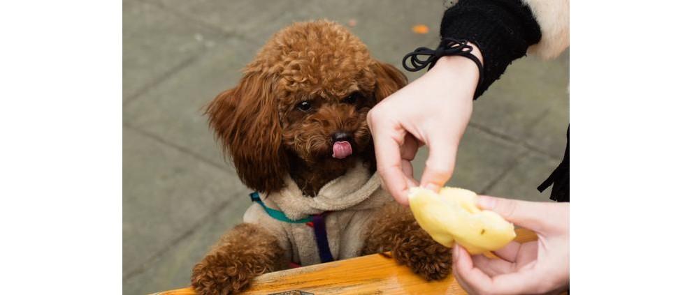 幼泰迪犬怎么不吃东西