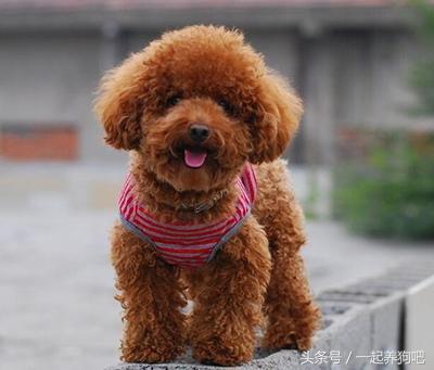 泰迪犬行走训练方法