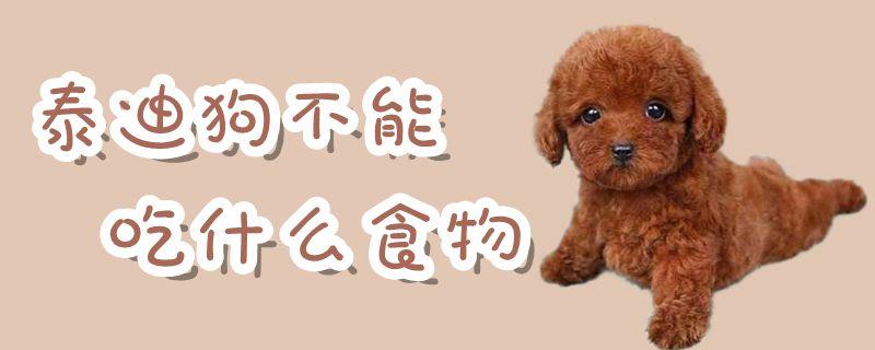泰迪狗流产后不吃东西怎么办