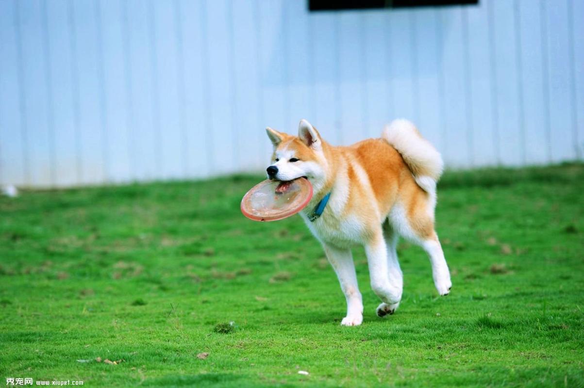 鉴别犬的训练