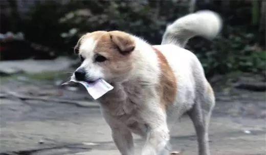 训练小狗随便捡食