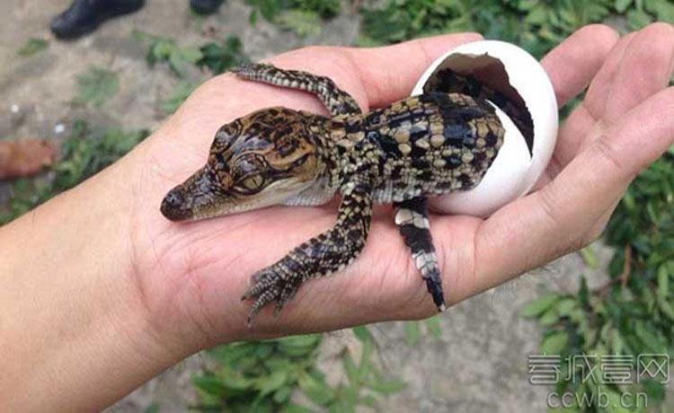 宠物鳄鱼不肯吃东西