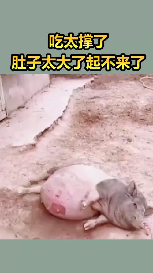 没吃东西肚子大