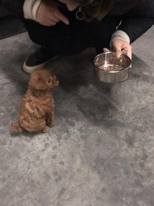 怎么训练泰迪拿东西