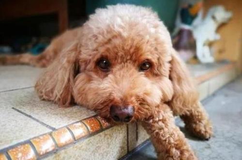 泰迪幼犬喉咙卡东西