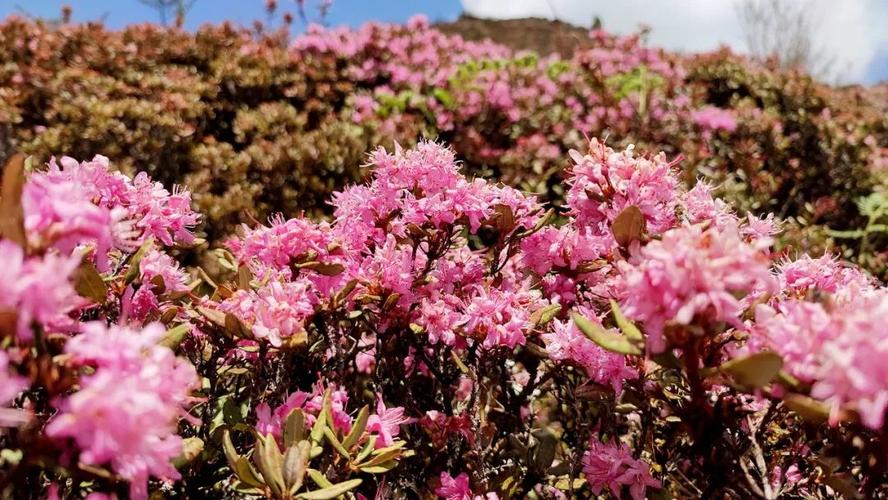 云南杜鹃花栽培