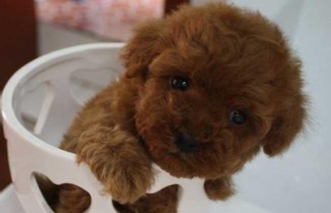 泰迪幼犬吃东西卡到了怎么办