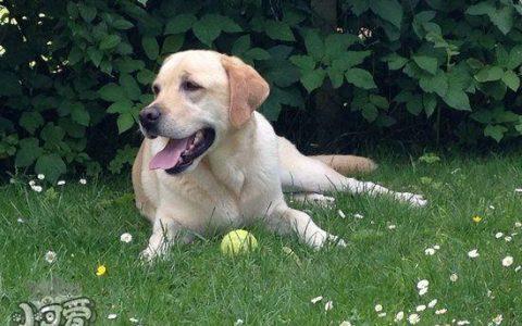 拉布拉多犬正确训练方法