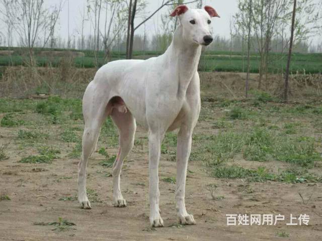 细狗耐力不好怎么训练