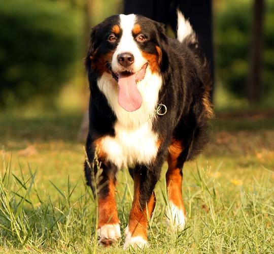 伯恩山犬怎么训练它
