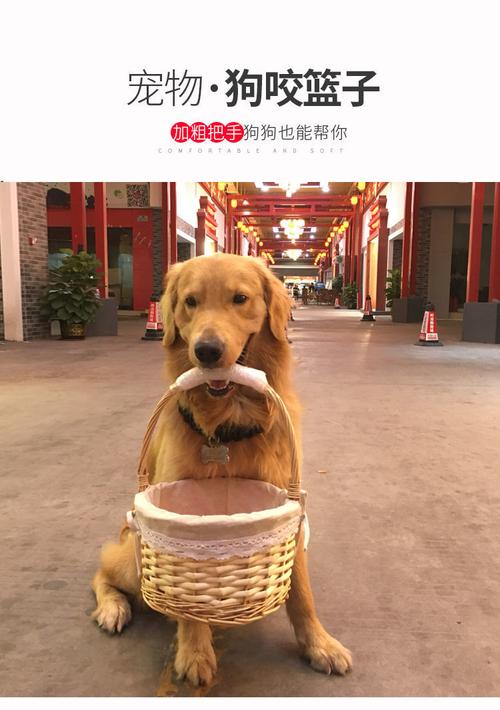 金毛训练叼东西