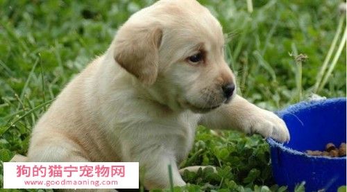 如何训练拉不拉多犬大小便