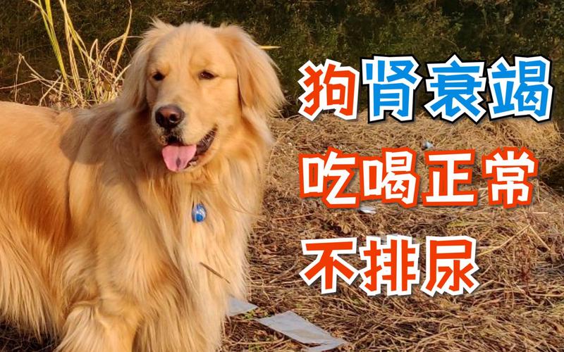 狗肾衰不吃东西怎么办