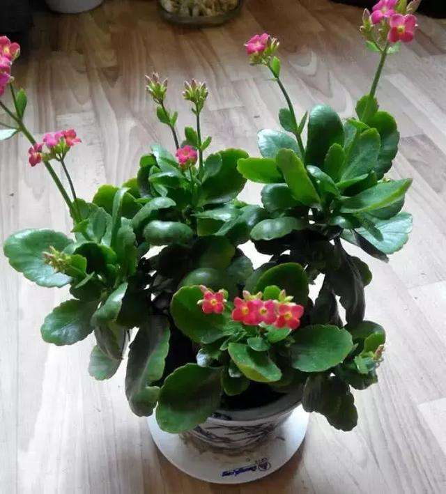 长寿花盆栽养殖方法
