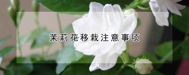 花移植注意事项