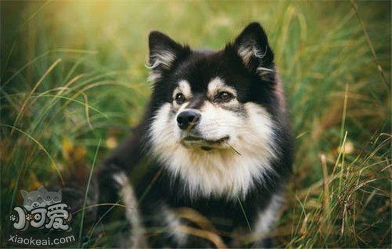 怎么训练犬定点大小便