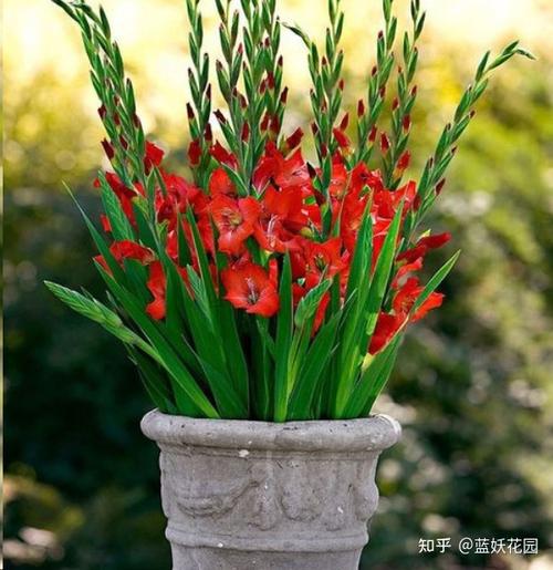 唐菖蒲栽培要点
