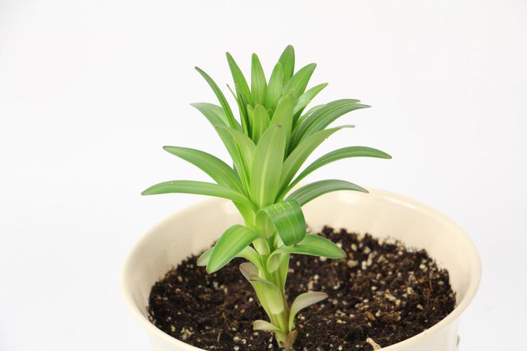 土植栽培的百合花开完怎么弄