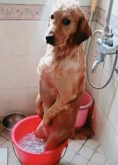 金毛幼犬洗澡需要什么东西是什么
