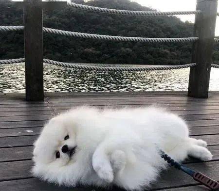 如何训练博美躺下