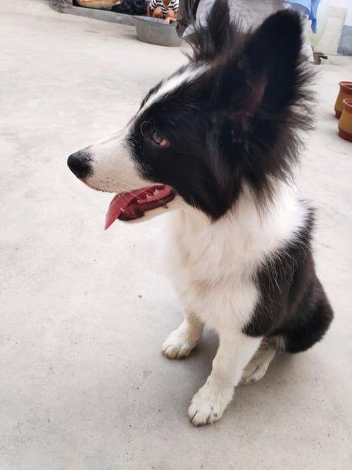 成犬边牧乱咬东西怎么办