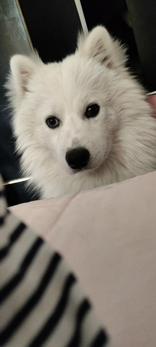 萨摩耶生病了不吃东西怎么办