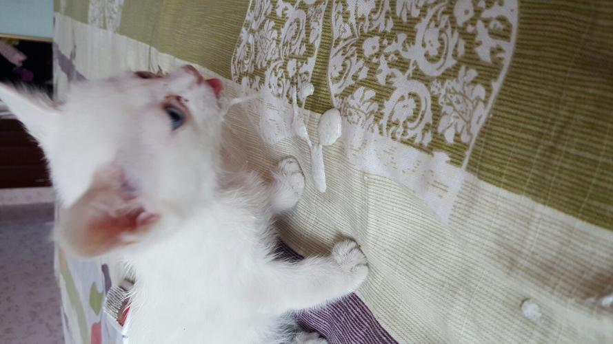 三个月猫吐白色东西是怎么回事啊