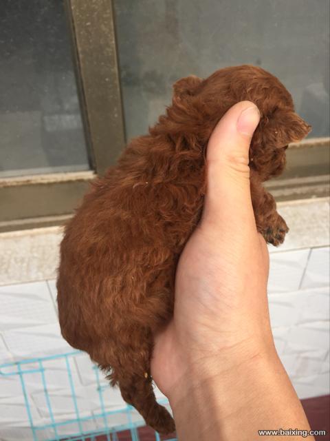 怎么训练满月小泰迪