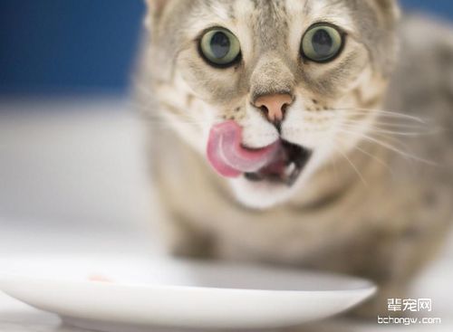 猫没精神 不吃东西 口臭